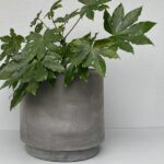 Short Stack Cylinder Set / 3 - QuarterLite