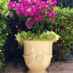 Anduze Urn - Traditional Cream Glaze