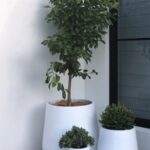 Tall Rounds - QuarterLite