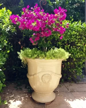 Anduze Urn - Traditional Cream Glaze