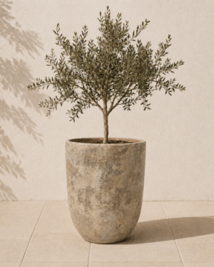 Atlantis U pot in courtyard with young Olive tree