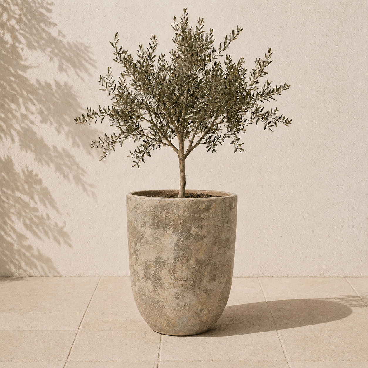 Atlantis U pot in courtyard with young Olive tree