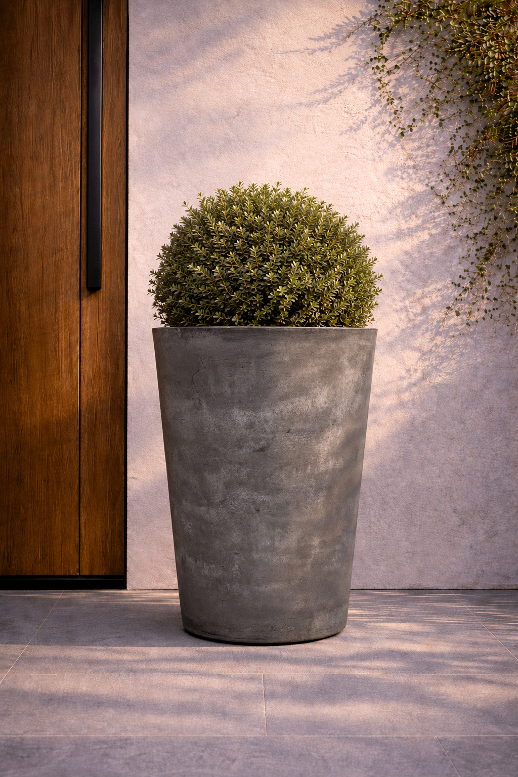 Tall cement-grey round planter with a clipped green topiary beside a timber door.