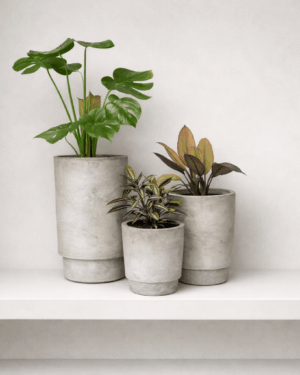 Convex Indoor concrete planters Set of 3 with Monstera and indoor plants on floating shelf