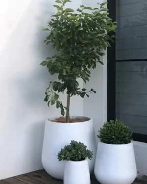 Tall Rounds - QuarterLite