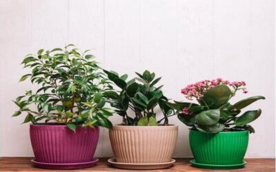 How to Style Your Outdoor Space Using Modern Planters: Expert Tips for Australian Homes