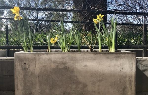 Flower pot